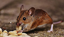 24 Hour & Emergency Exterminators in Sun Village, CA